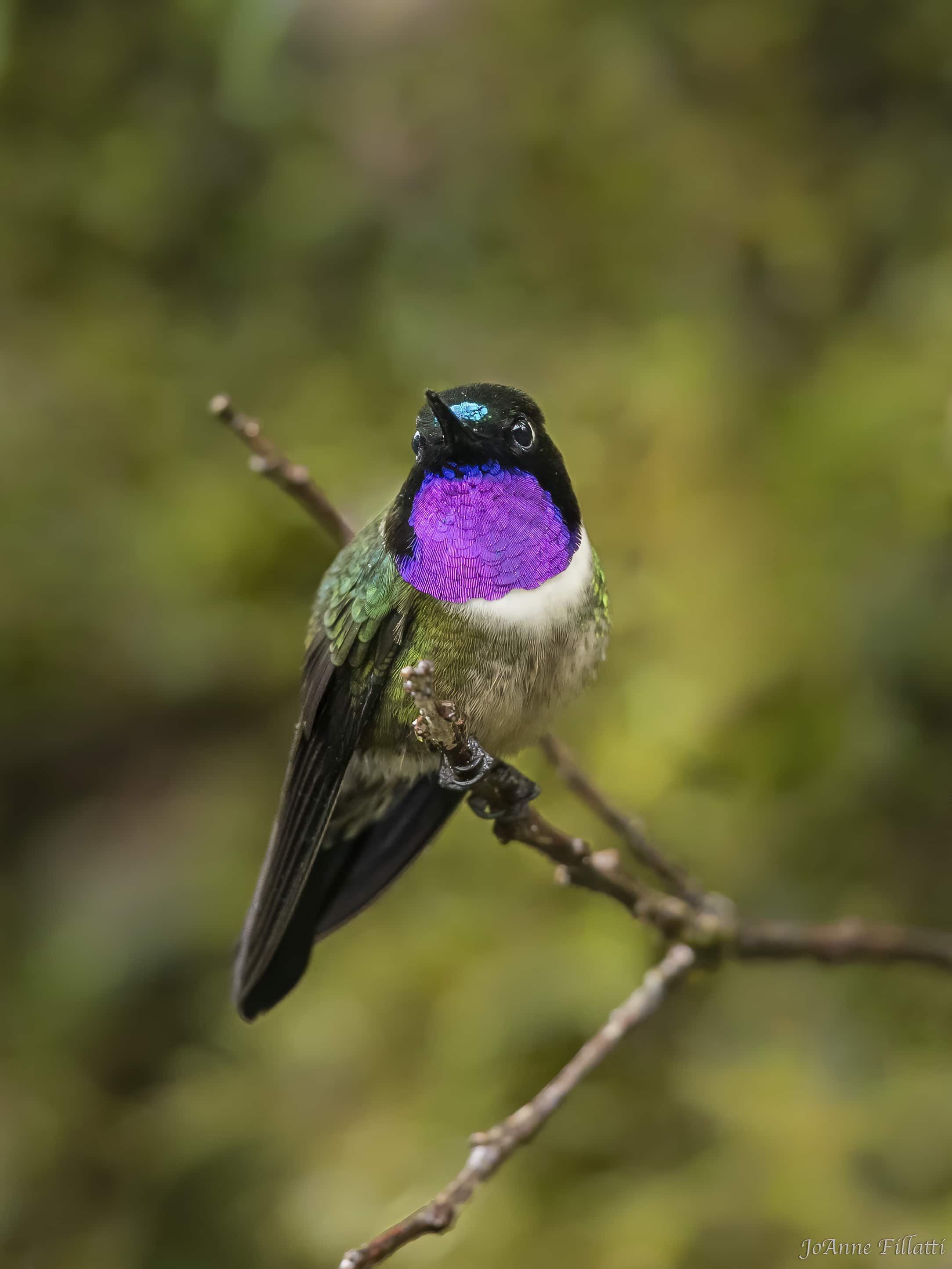 bird of ecuador image 33